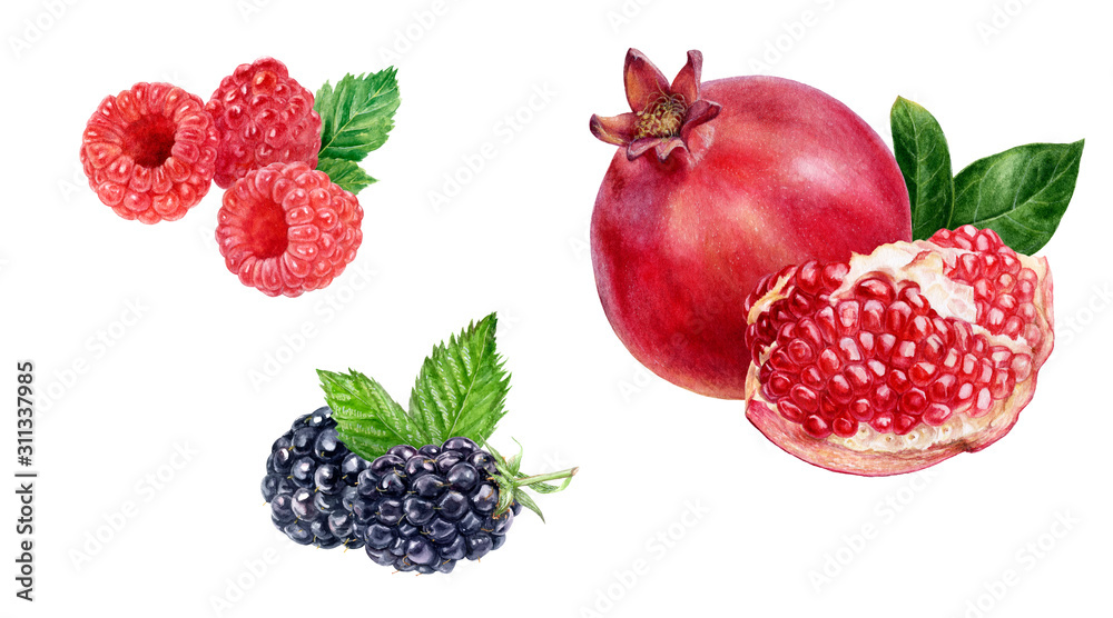 Wall mural pomegranate raspberry blackberry composition watercolor isolated on white background