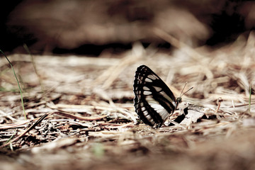 Many pieridae butterflies gathering water on floor. papilio machaon