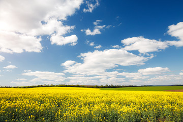 Bright yellow canola field and blue sky on sunny day.