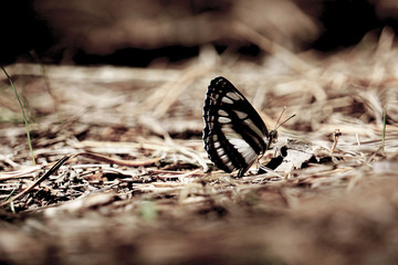 Many pieridae butterflies gathering water on floor. papilio machaon