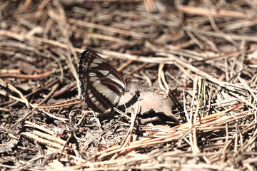 Many pieridae butterflies gathering water on floor. papilio machaon