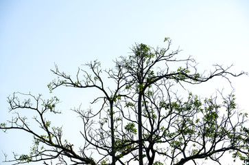 The branches of the tree stem that extends out to  pattern on background in daytime, idea copy space     
