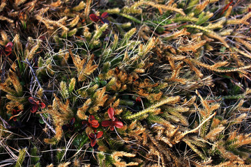 Macto nature flowers. Unsusal bright colors. Summer beautiful plants