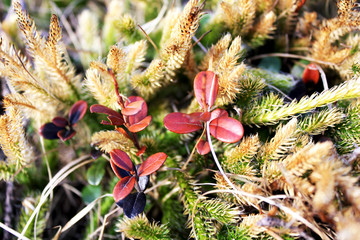 Macto nature flowers. Unsusal bright colors. Summer beautiful plants