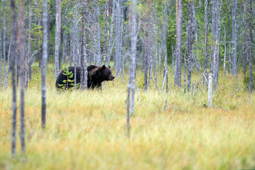 European Brown Bear (Ursus arctos arctos) in the forest in the background. Wild Brown Bear, Kuhmo  Finland Scandinavia. National Symbol Finland. National Symbol Russia.