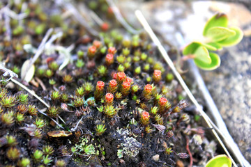 Macto nature flowers. Unsusal bright colors. Summer beautiful plants