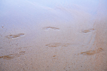 Footprints walking on the beach by the morning, appropriate the Backdrop idea copy space
