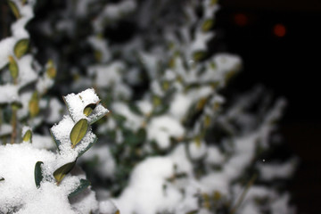 A branch with green leaves under the snow. Winter season. Macro. Place for text.