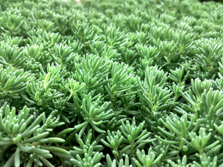 Macto nature flowers. Unsusal bright colors. Summer beautiful plants