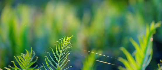 Green leaf in forest with copy space background