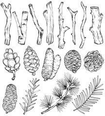 Hand drawn rustic Natural set of forest branches and cones, vector elements. Black and white