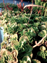 Macto nature flowers. Unsusal bright colors. Summer beautiful plants