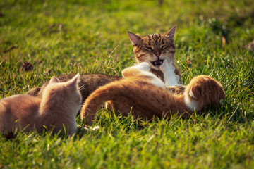 3 young colored cats playing on a grass, Istanbul, Turkey