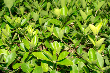 Foliage bright green backdrop. Green leaves background. 