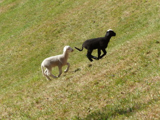 family of two lambs