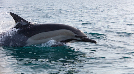 Obraz premium dolphin jumping out of water