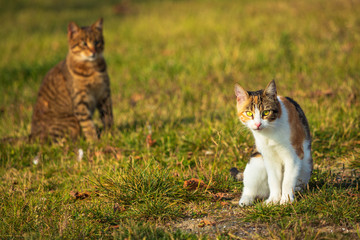 2 young colored cats sitting on a grass, Istanbul, Turkey