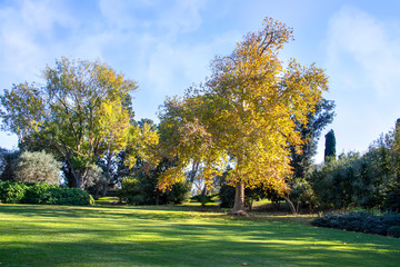 Plane trees with yellow autumn foliage on a green lawn against a sky with clouds