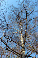 Sunny birch and blue sky