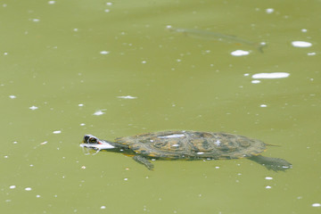 Turtle floating with fish in river-closeup.