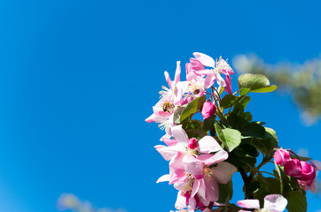 Beautiful pink flowers on a clear blue day being pollinated by bees