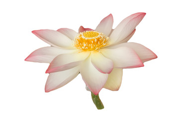 Lotus flower or waterlily (water lily) isolated on white. Tropical plant is used in medicine, healthcare (health care), perfume, for massage.  Lotus in blooming is a symbol of peace and meditation