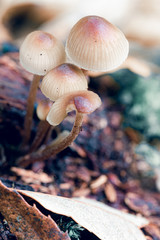 mushrooms in forest