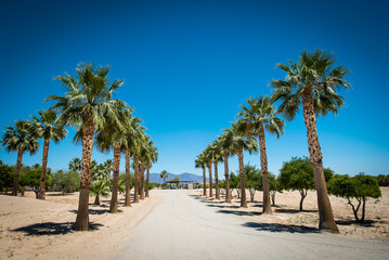 Obraz na płótnie Canvas Californian palm trees (Washingtonia Robusta) alleyway on rural street in Mojave or Sonoran desert near Palm Springs, California, USA.