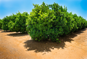 Fototapeta na wymiar Orange trees (Citrus Chinensis) growing in rows on fruit plantation farm or organic orchard watered by drip irrigation system in sunny hot dry Californian weather. Sierra Nevada foothills, CA, USA