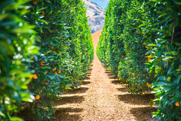 Green California USA Orange orchard - Oranges on orange trees (Citrus Chinensis) - growing in organic fruit farm in hot sunny Californian weather with drip irrigation system of watering