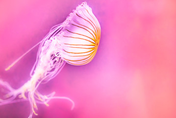 Golden yellow brown striped compass bell, white spiralling blurry tentacles of stinging jellyfish on neon pink Northern, Japanese or Pacific Sea Nettle (Chrysaora Melanaster, Pacifica) design closeup.
