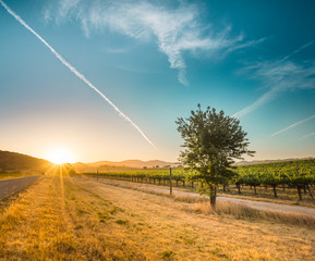 Sunset over hot Californian vineyards landscape. Turquoise to Tiffany blue sky with airplane footprints, green irrigated vine fields and warm evening sunlight over dry grass savannah and local highway