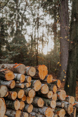 Fresh cut tree logs in forest.