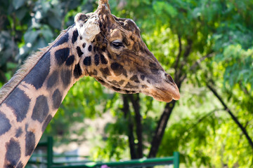 Giraffe