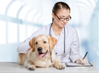 Fototapeta na wymiar Attractive young female doctor with funny dog patient