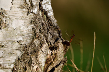 Große Heidelibelle (Sympetrum striolatum)