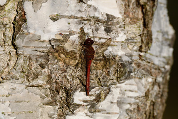 Große Heidelibelle (Sympetrum striolatum)