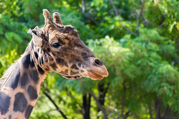 Giraffe