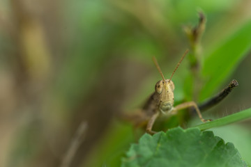 beige rgasshopper on leaf