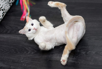 Shaved cat oblique blue eyes playing lying on his back and up his hind legs. A tassel of red hair is left on his tail....