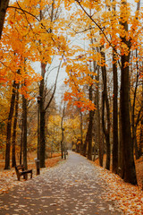 Patch in Park at Autumn Sunset