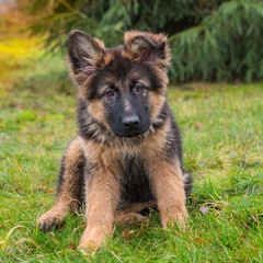 A puppy sitting in the grass outside