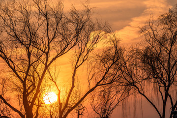 Sunset and the bared trees