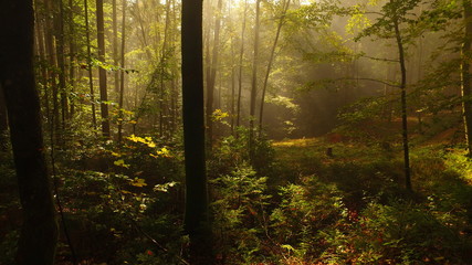 Misty nature with trees and some sun. Wild nature.