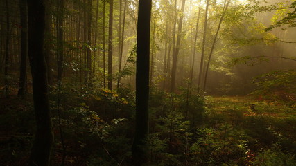 Misty nature with trees and some sun. Wild nature.