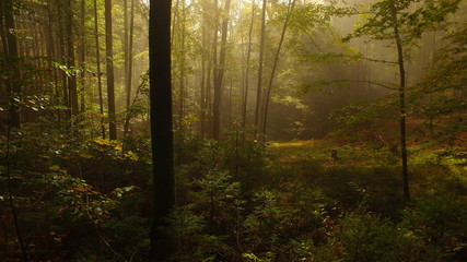 Misty nature with trees and some sun. Wild nature.
