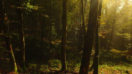 Fototapeta premium Misty nature with trees and some sun. Wild nature.