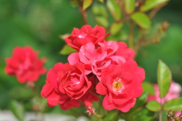 Pink color flower bloom in the park