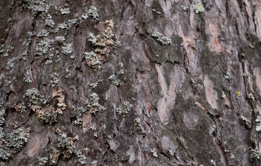 Old bark macro