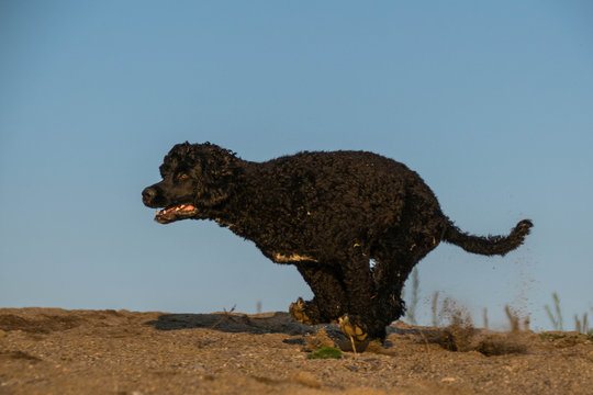 Photo of water portugal dog who is running in desert. Amazing autumn photo workshop.
